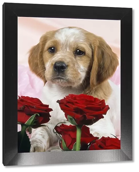 Brittany Dog - puppy with roses