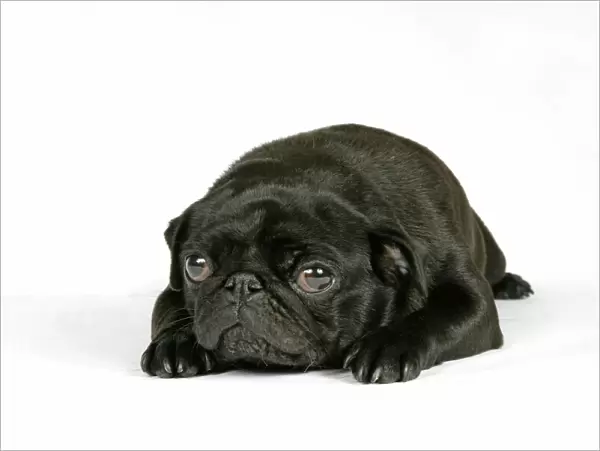 DOG. Black pug puppy (6 weeks old) laying down