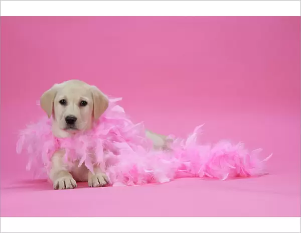 DOG. Labrador Retriever puppy ( 9 wks old ) on pink with a feather boa