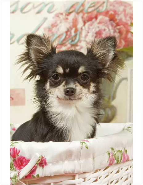 Dog - Long haired Chihuahua puppy
