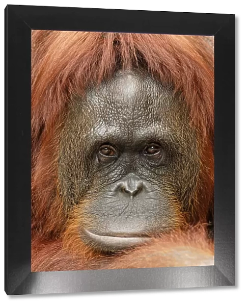 Borneo Orangutan - female. Camp Leaky, Tanjung Puting National Park, Borneo, Indonesia