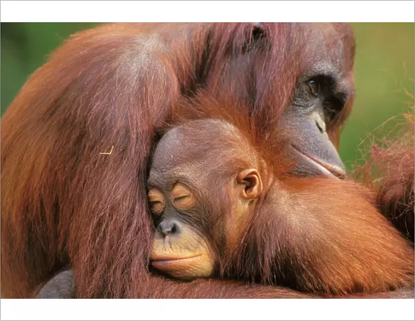 Orangutans 4Mp278