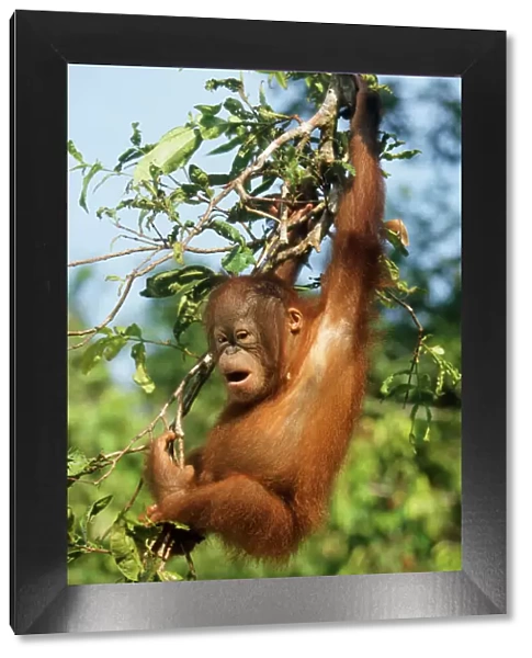 Orang-utan - young hanging in tree & calling Borneo