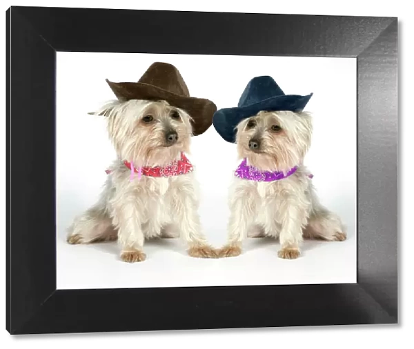 DOG. Two Yorkshire terriers wearing hats and scarf