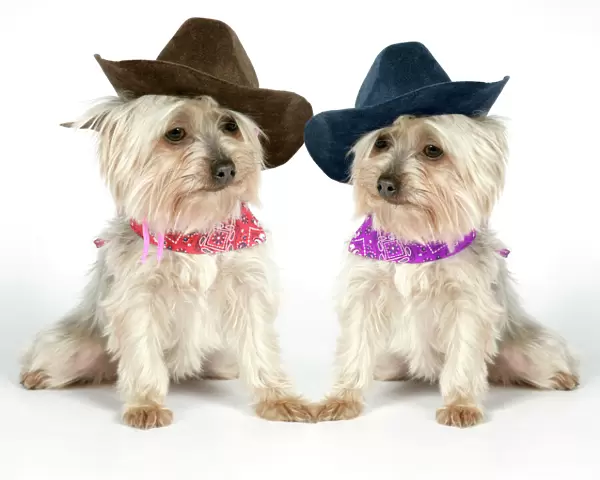 DOG. Two Yorkshire terriers wearing hats and scarf