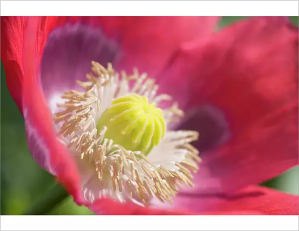 Opium Poppy Flower - Norfolk UK