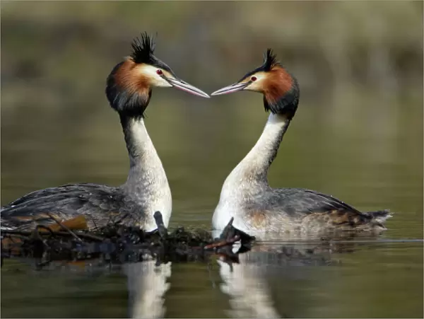 Great Crested Grebes - Pair beside weed platform, courtship displaying. Hessen, Germany