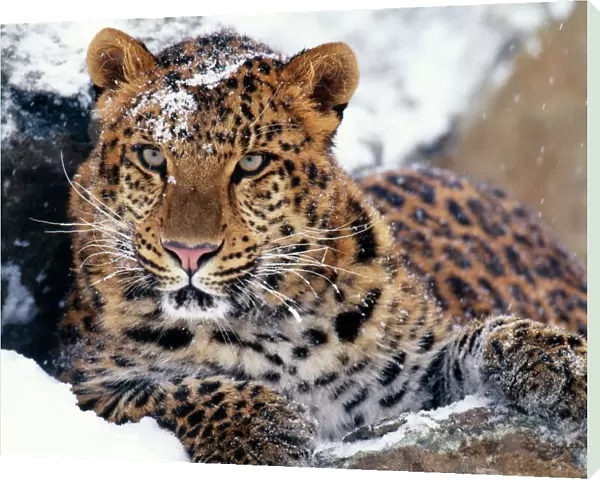 Amur Leopard - endangered species