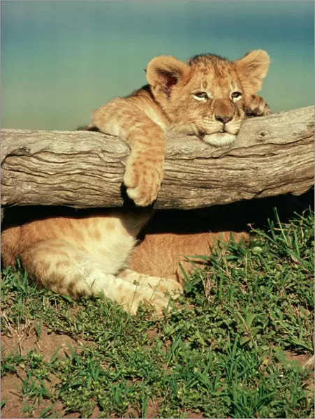 Lion Cub on log