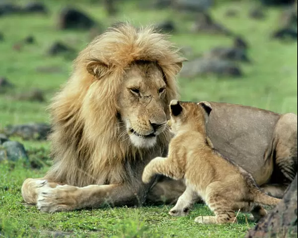 Lion - male with cub