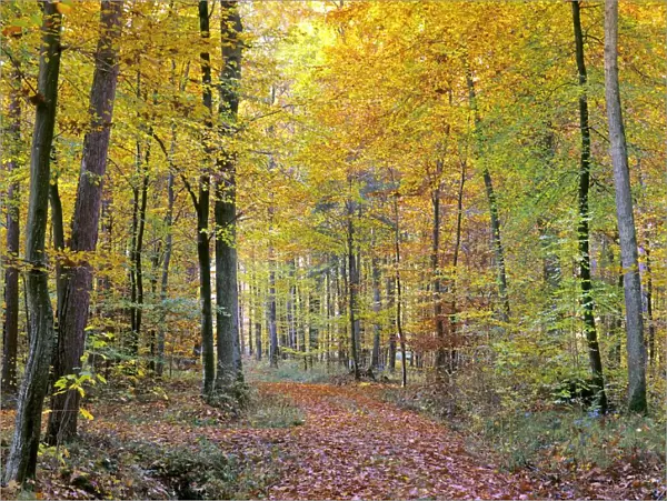 path in forest path leading through beech forest with colourful autumn foliage Baden-Wuerttemberg, Germany