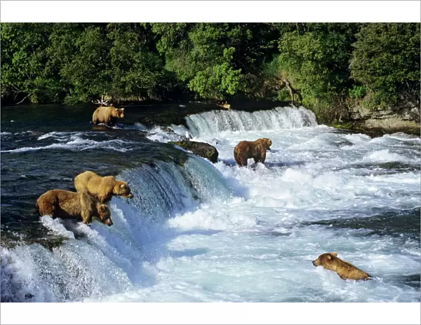 Coastal Grizzlies or Alaskan Brown Bears - fishing for salmon at Brooks Falls, Katmai National Park, Alaska. July. MA876