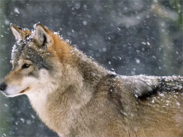 Wolf - in snow