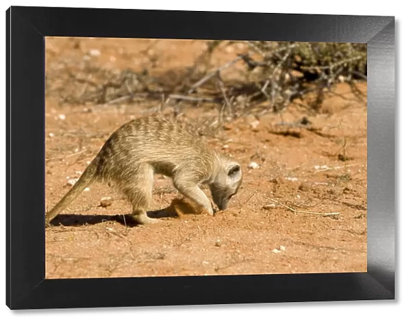 Suricate-Meerkat-foraging for food Kalahari Desert-Kgalagadi National Park-South Africa