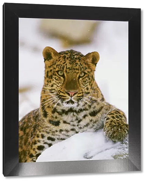 Amur Leopard  /  Korean Leopard - endangered species 4MR1698