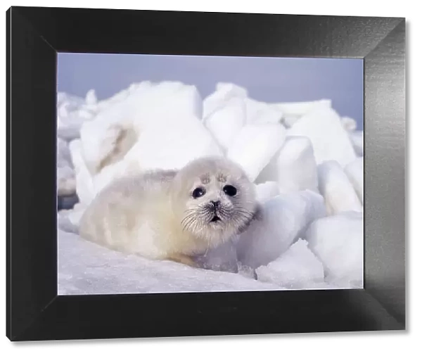 Caspian seal - pup