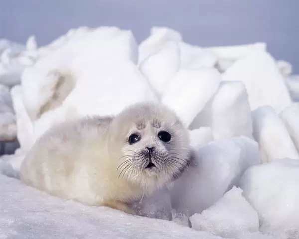 Caspian seal - pup