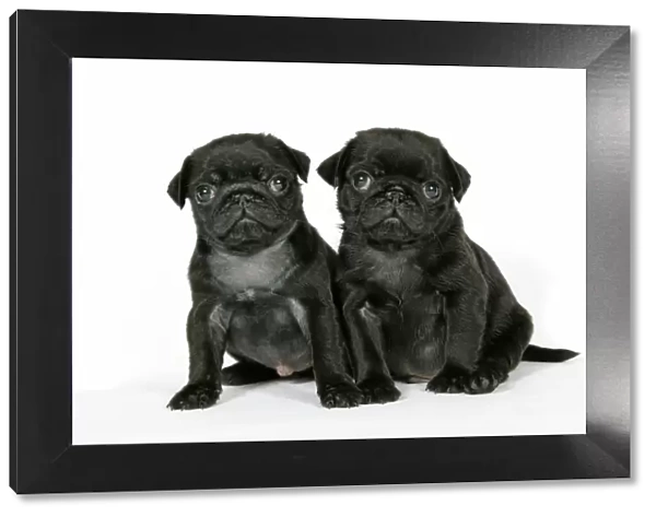 DOG. Two black pug puppies (6 weeks old)