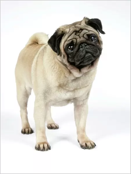 DOG. PUG ( fawn ) with its head cocked