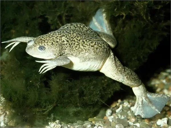 Clawed Toad Xenopus - Underwater. Africa