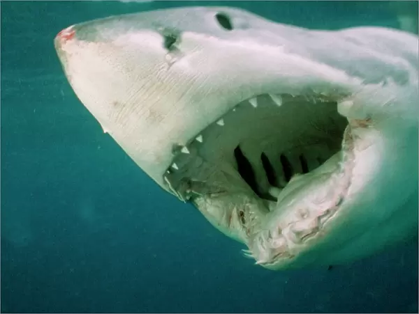 Great White Shark - Close up of head with mouth open, showing gills inside, South Australia