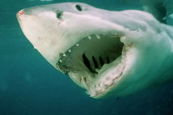 Great White Shark - Close up of head with mouth open, showing gills inside, South Australia