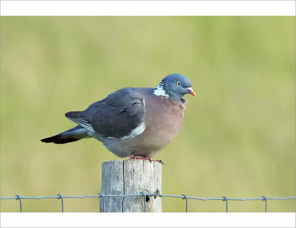 Woodpigeon - on fence post, Texel, Holland