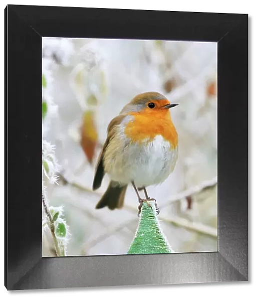 Bird - Robin in frosty setting