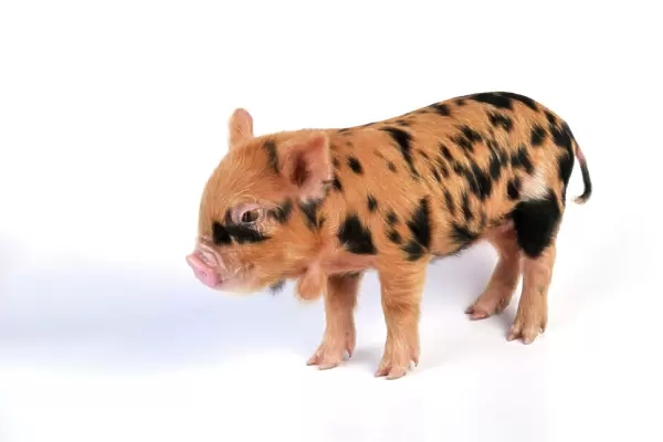 Pig - 1 week old Kune Kune piglet