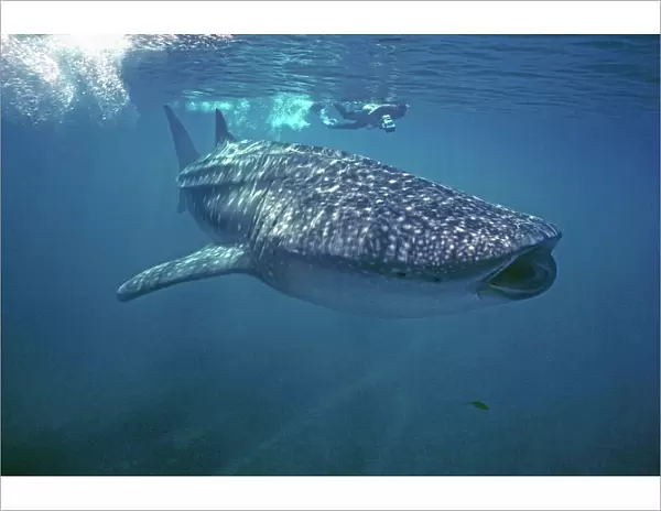 Whale Shark - Ron Taylor filming a giant Whale shark. Ningaloo Reef, West Australia