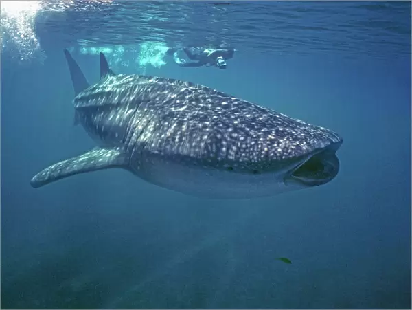 Whale Shark - Ron Taylor filming a giant Whale shark. Ningaloo Reef, West Australia