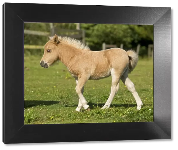 Shetland Pony - foal in field