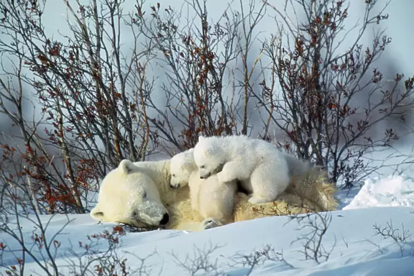 Polar Bear - adult laying down, with two cubs cuddling Canada