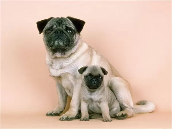Pug Dog - adult & puppy