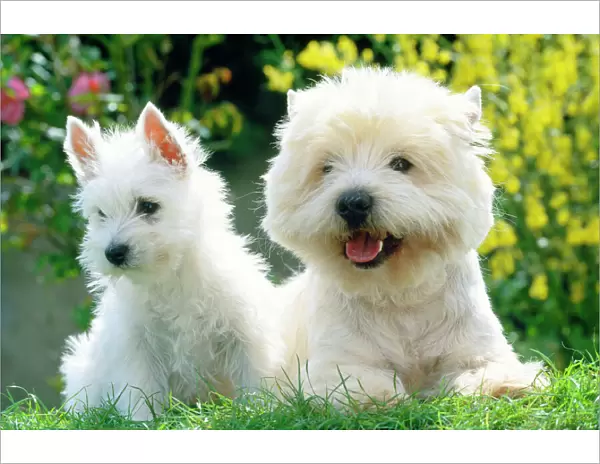 West Highland White Terrier Dogs