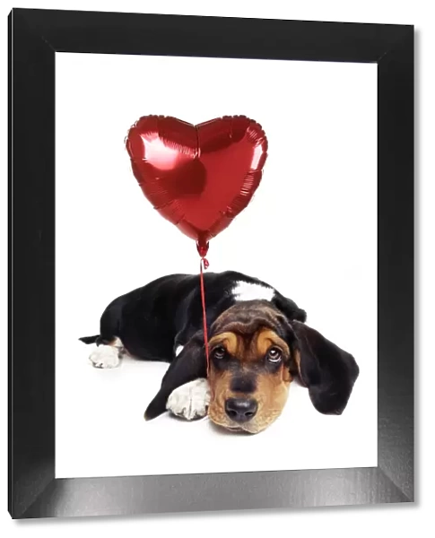 Basset Hound Dog - with heart shaped balloon Digital Manipulation