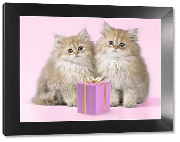 Cat - Chinchilla Kittens with present Digital Manipulation: Present JD