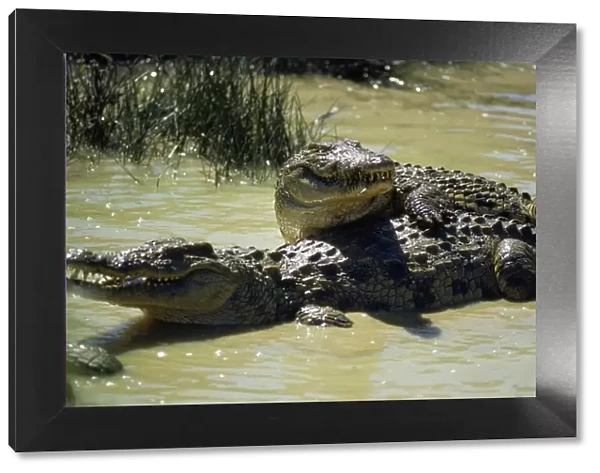 Nile Crocodile - mating courtship