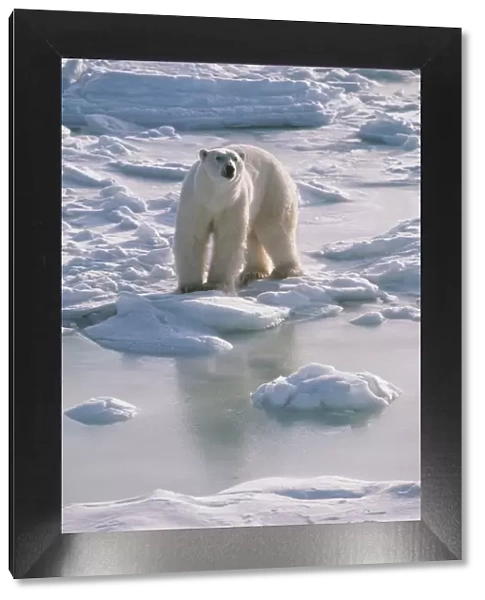 Polar Bear FG 6311 Ursus maritimus © Francois Gohier  /  ARDEA LONDON
