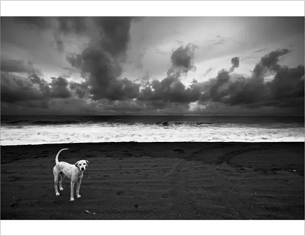 Dalmatian. Monterico Beach - Pacific Ocean - Guatemala. Black & White