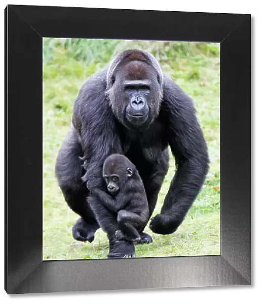 Gorilla - female carrying baby animal, distribution - central Africa, Congo, Zaire, Rwanda