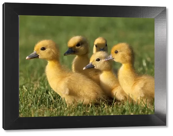 Ducklings. WAT-4911. DUCK - domestic ducklings - x five in grass