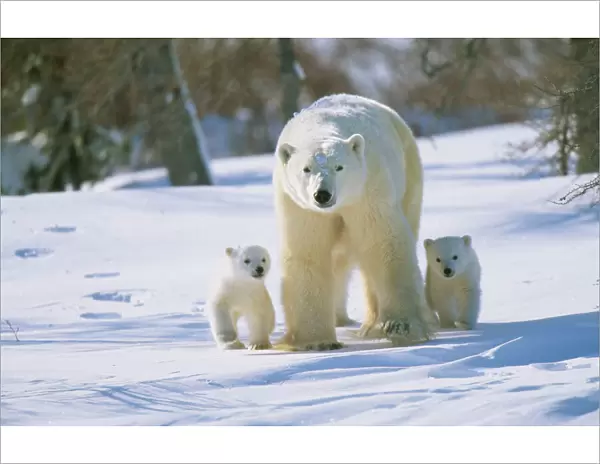 Polar Bear WAT 5751 Parent with cubs Ursus maritimus © M. Watson  /  ARDEA LONDON