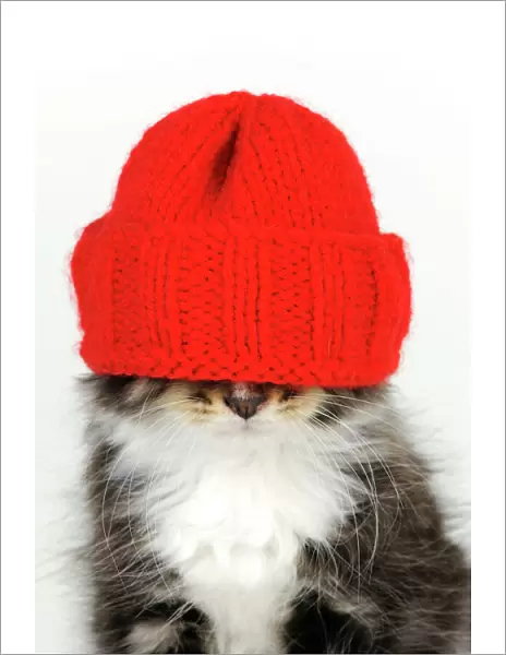 Cat - Kitten wearing red hat over eyes