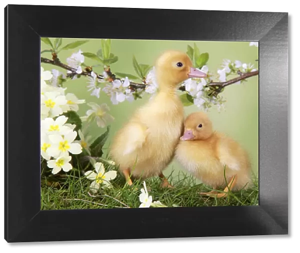 Ducklings - in spring set