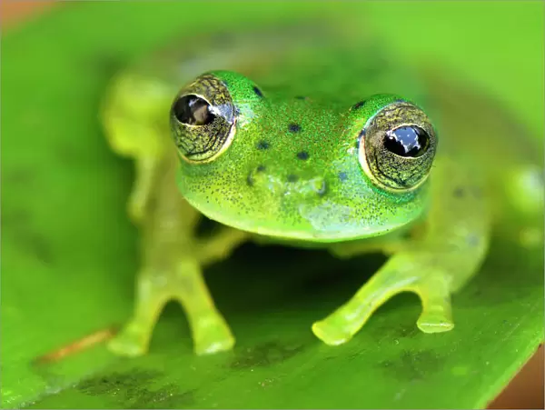 Glass Frog Colombia
