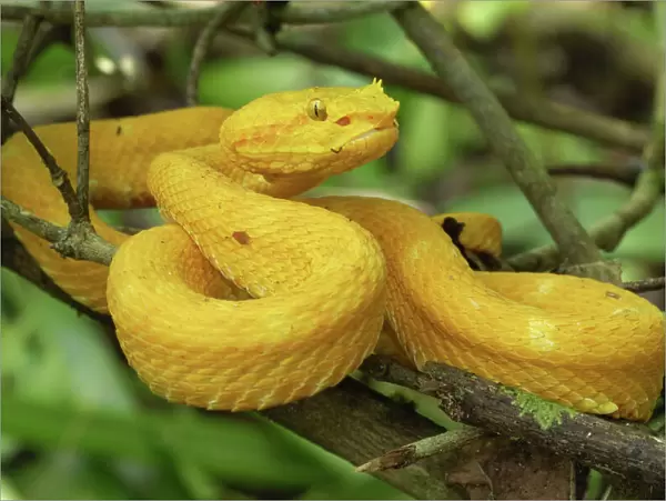 Eyelash Pit Viper - yellow coloration Cahuita N. P. Costa Rica