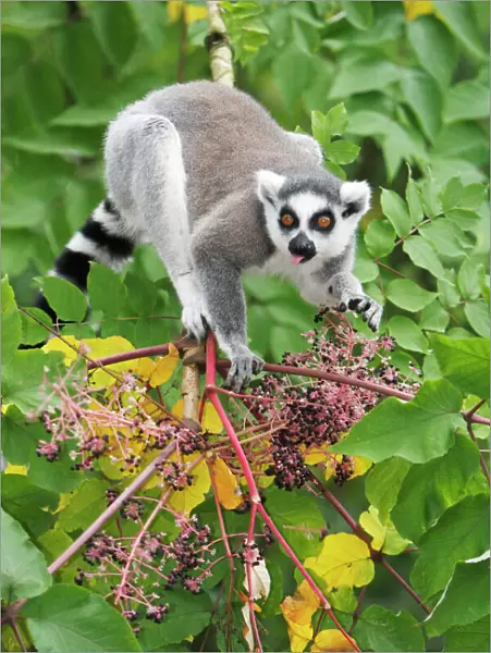 Ring-tailed Lemur - feeding on ripened berries, distribution - Madagascar