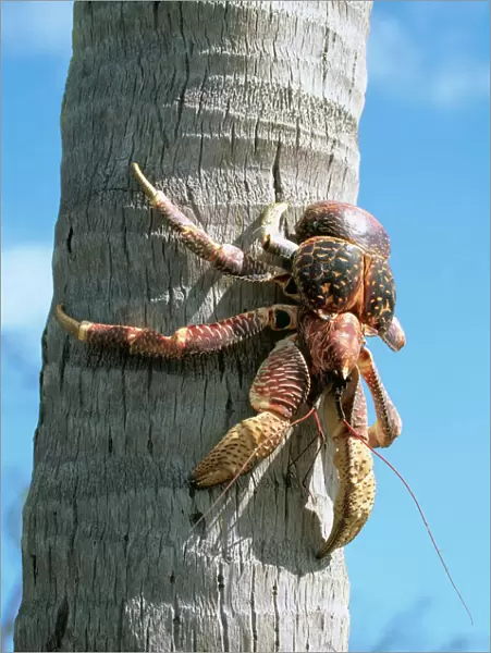 Giant Robber  /  Coconut Crab WAT 5918 On coconut palm tree Indian Ocean Birgus Latro © M. Watson  /  ARDEA LONDON