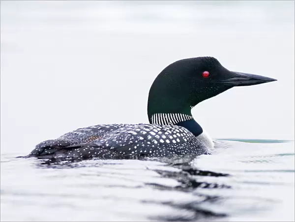 Common Loon  /  Great Northern Diver